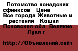 Потомство канадских сфинксов › Цена ­ 15 000 - Все города Животные и растения » Кошки   . Псковская обл.,Великие Луки г.